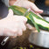 files/vinyl-glove-food_D816981.jpg